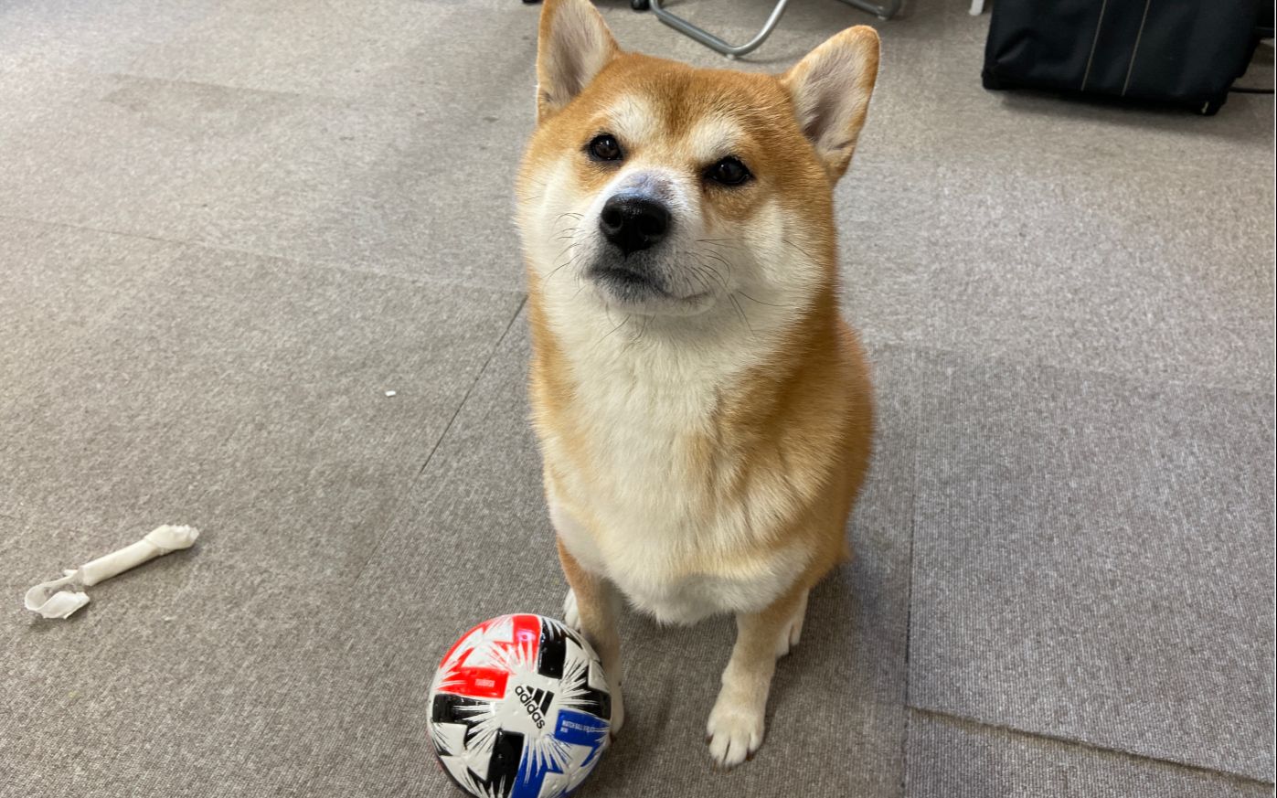 柴犬训练教程