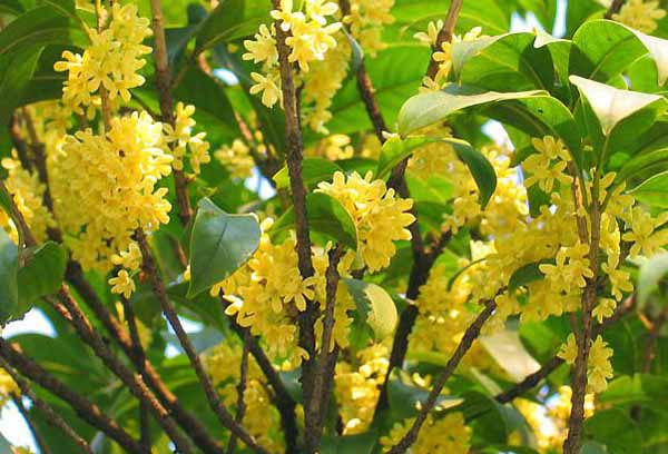 桂花开花的习性