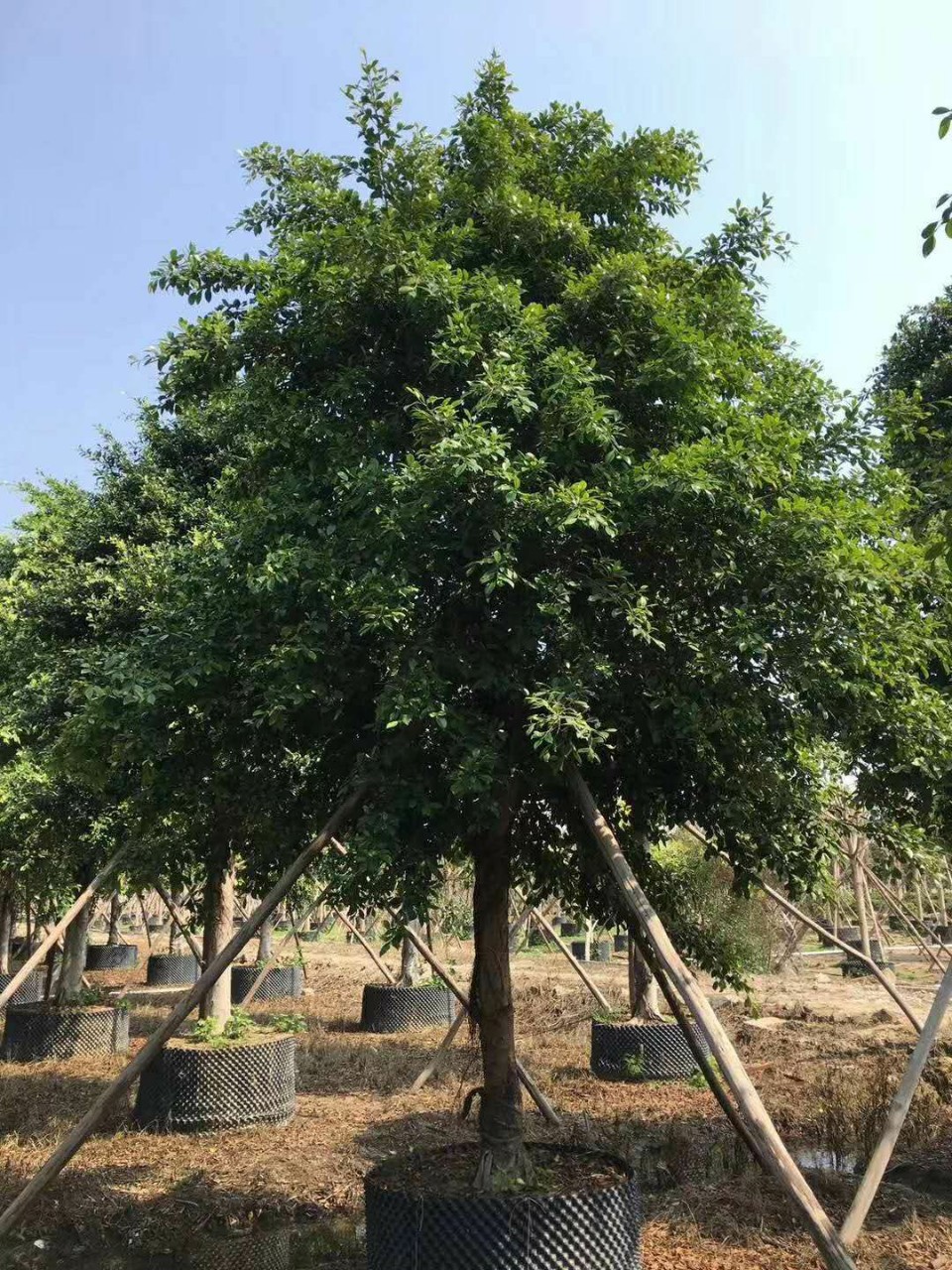 细叶榕树的价值