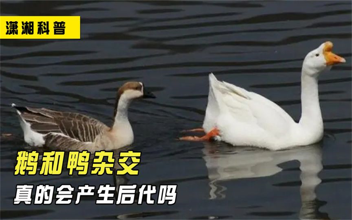 培育高产无害杂交水禽需要注意什么