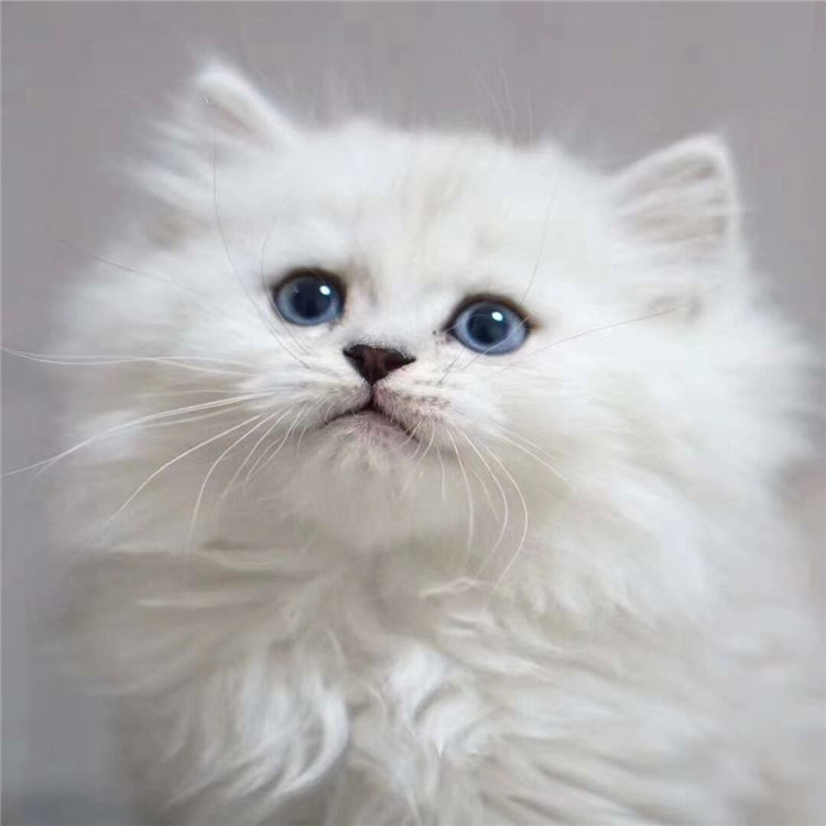 白色长毛猫是什么品种