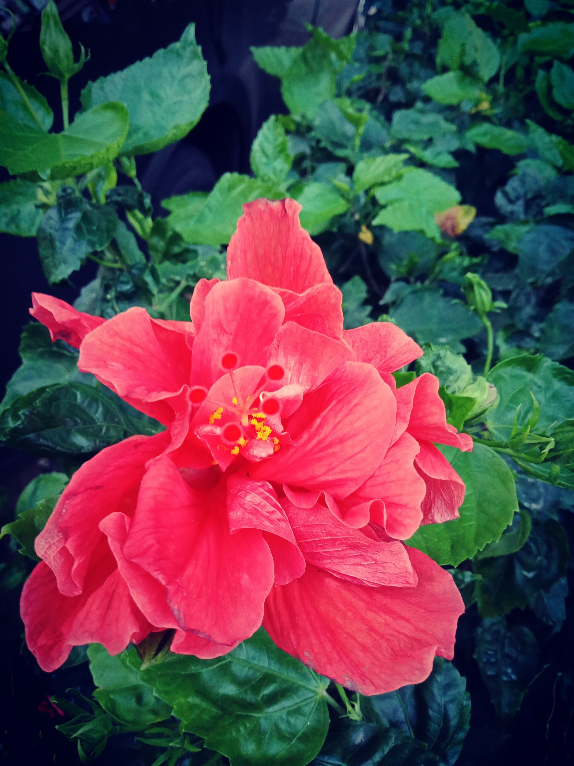 槿花的象征