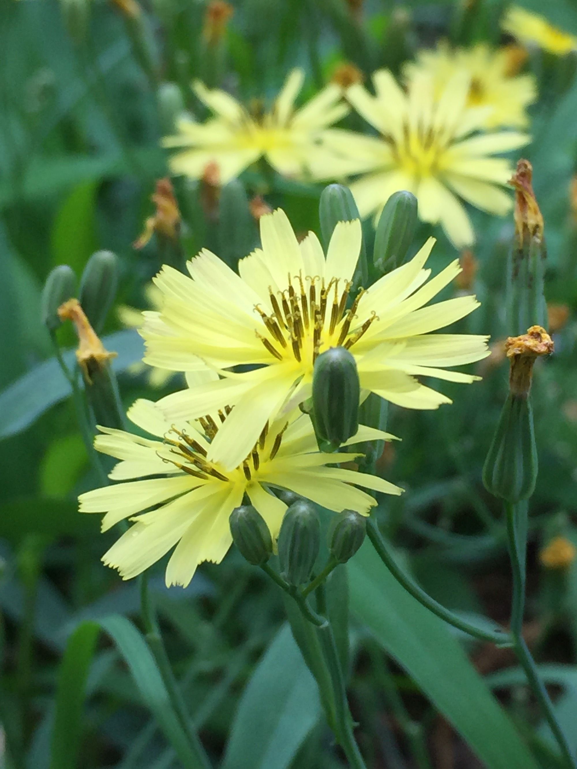 如何食用苦菜花？