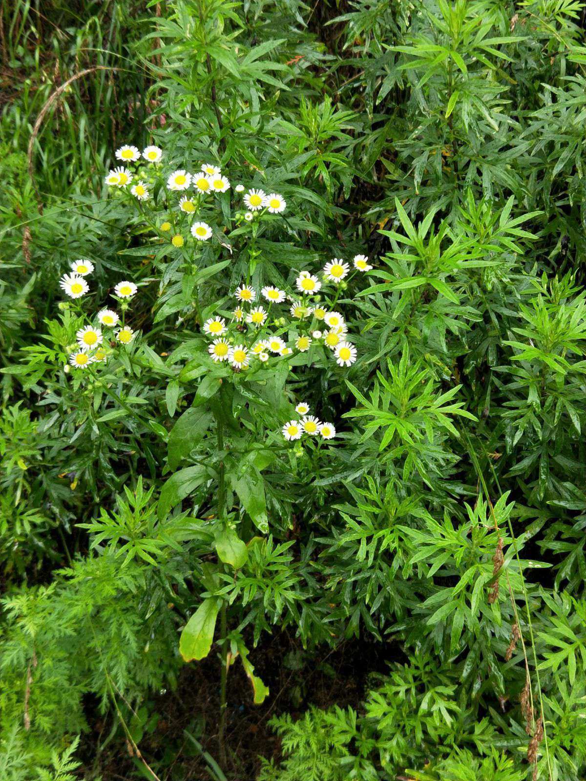 以一草一木为起点，共创和谐自然环境