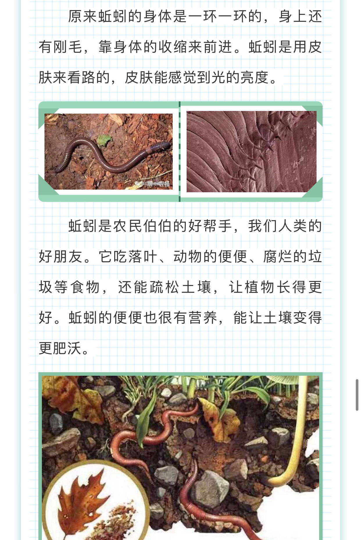 蚯蚓饲料种类