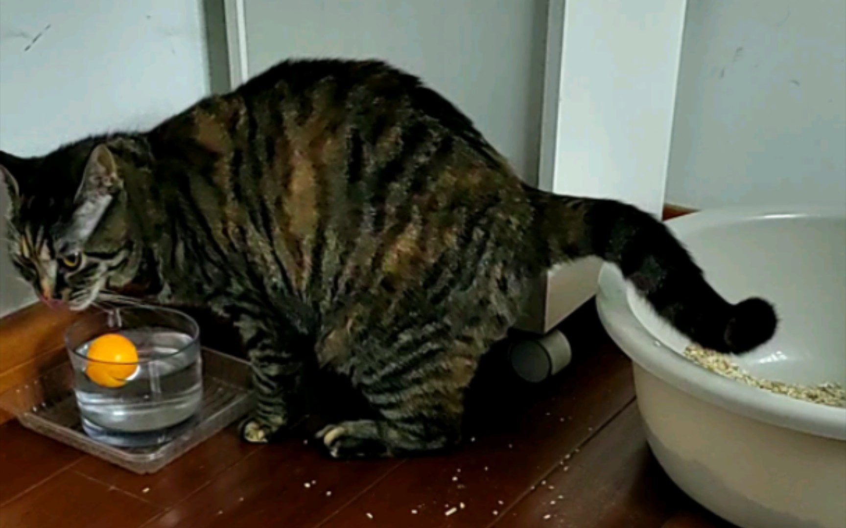 猫猫的蛋白摄取量