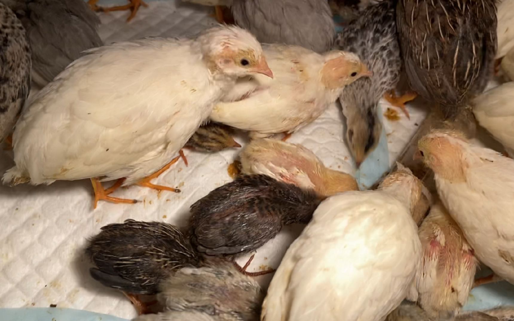 芦丁鸡孵化的最佳温度和湿度是多少？
