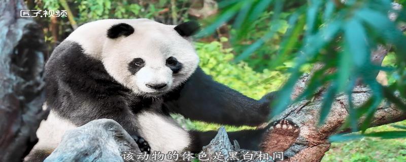 反对大熊猫冬眠习性的说法