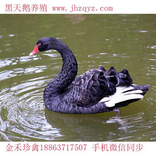 养殖黑天鹅的好处