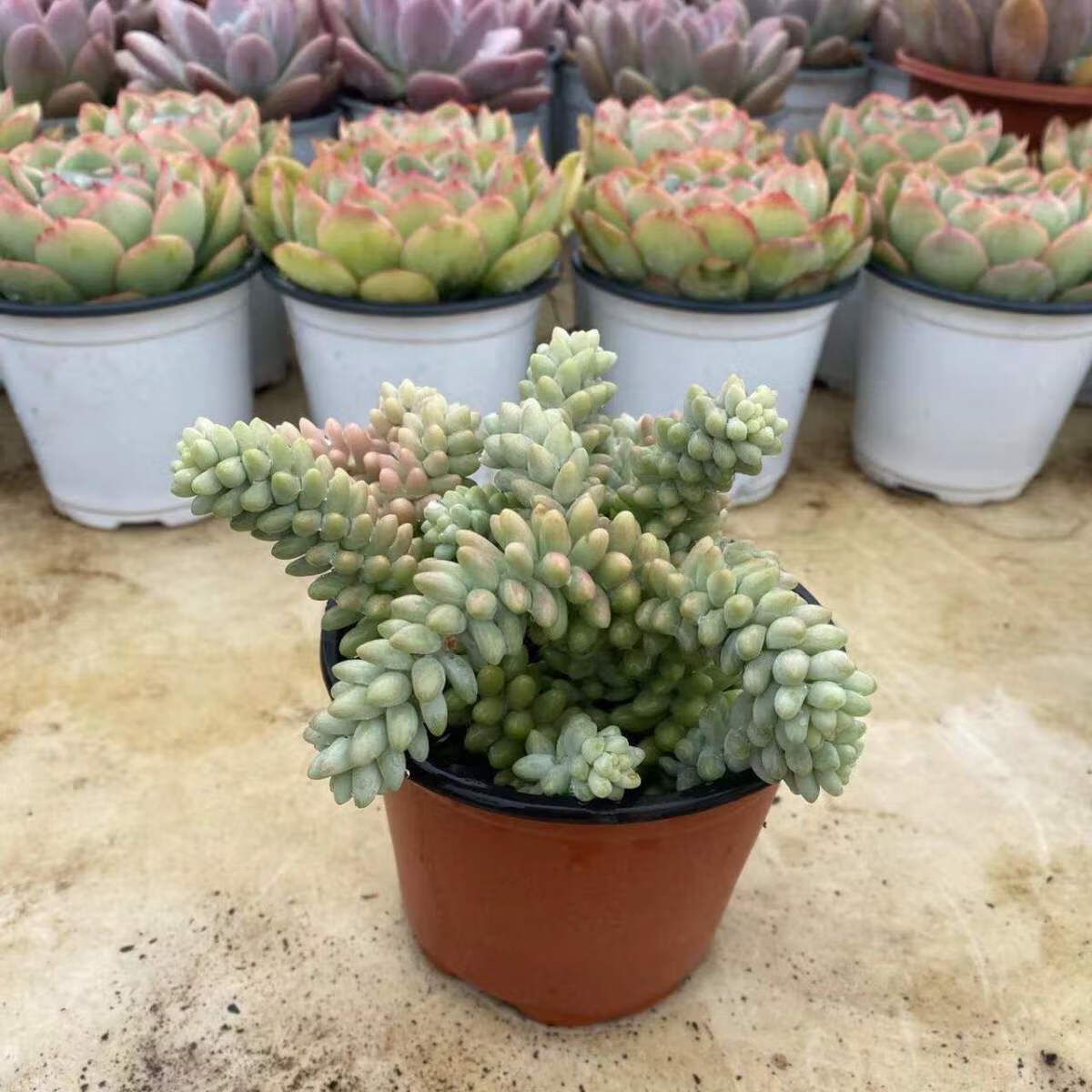 结语