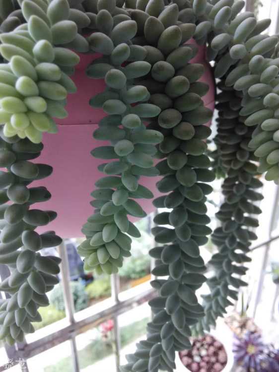 玉坠多肉的养护技巧