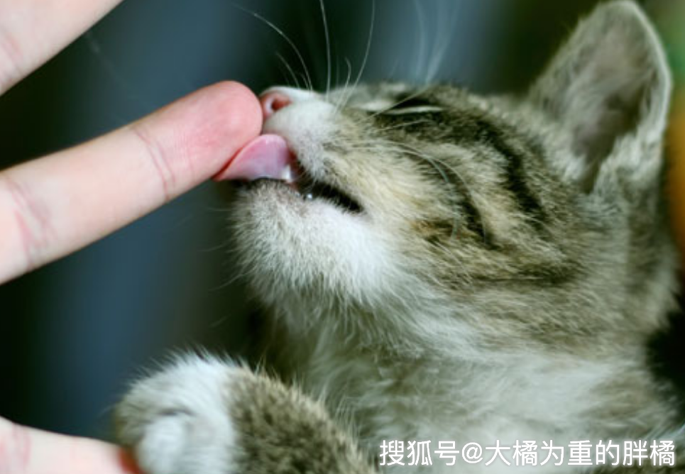 如何避免小猫咬人手