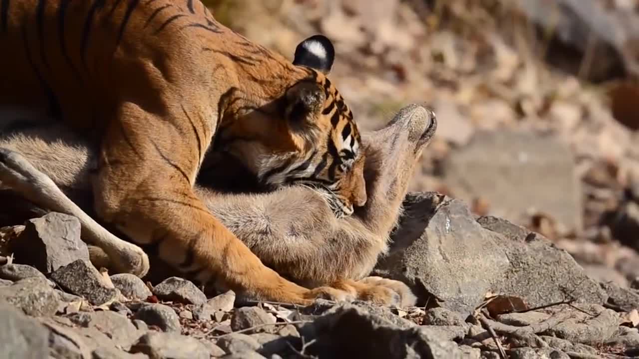 1.非洲狮