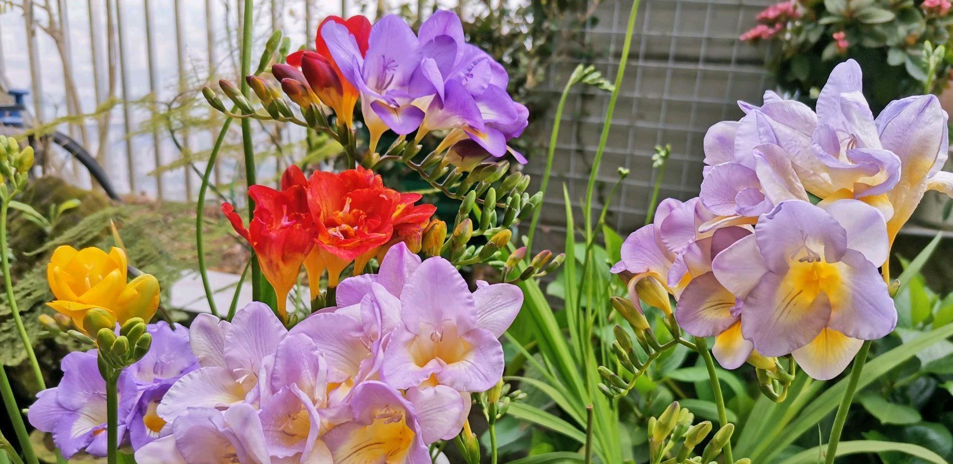 情节梗概