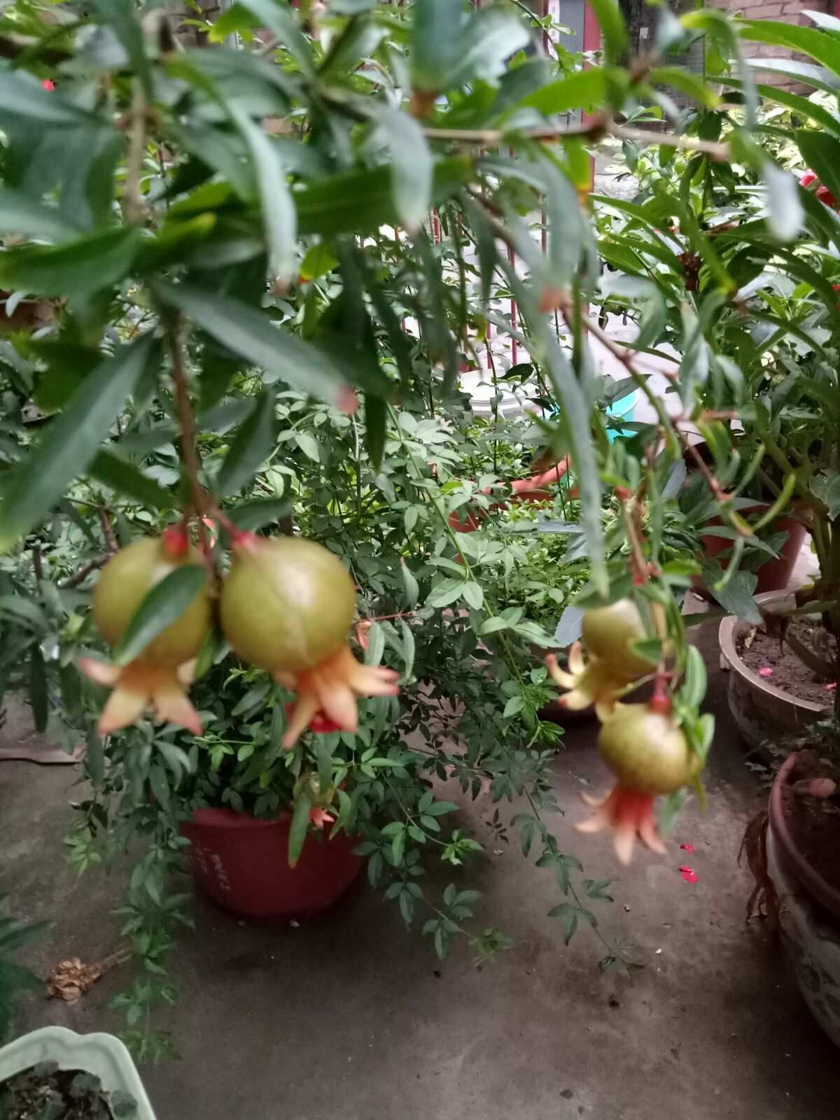气候和环境的影响