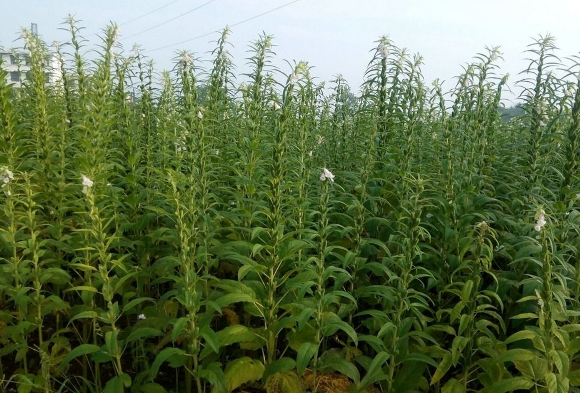 种植方法