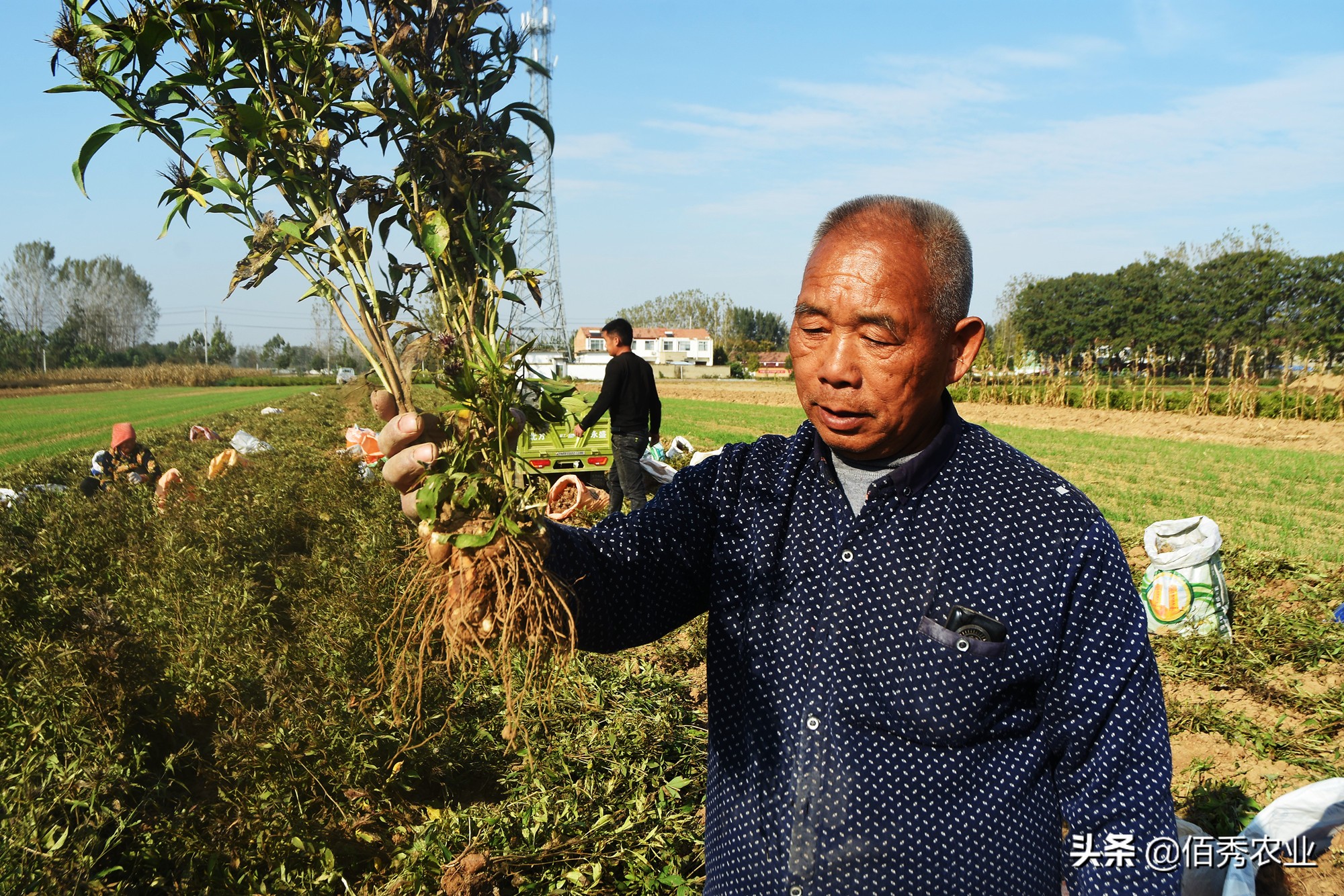 2.垂直种植