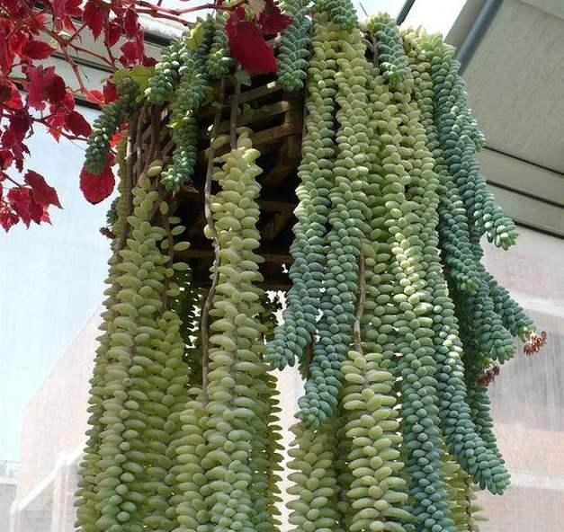 如何快速种植玉坠多肉