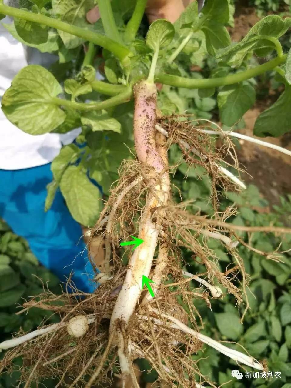 马铃薯在种植过程中的重要性