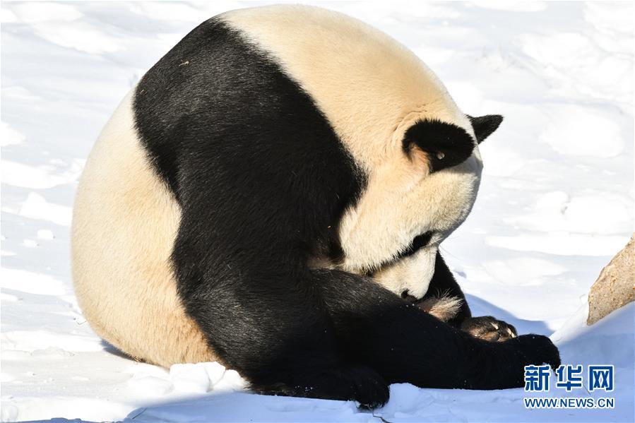 支持大熊猫冬眠习性的说法
