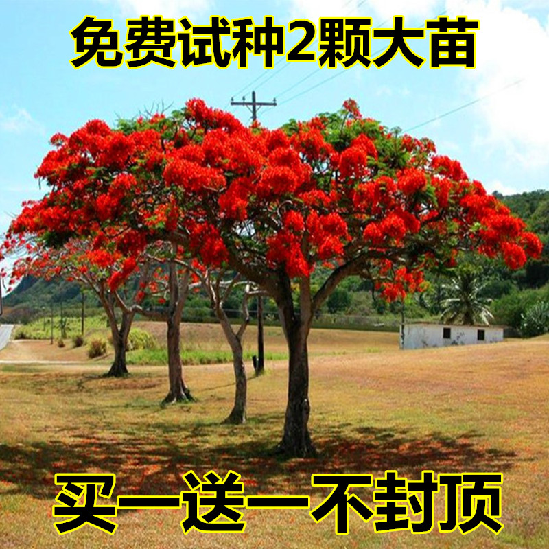 北方庭院树木的种植技巧