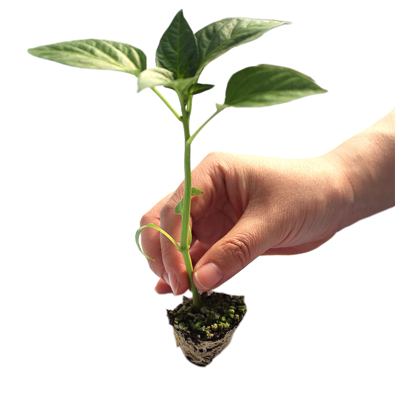 科学种植辣椒苗的株距应该如何确定？