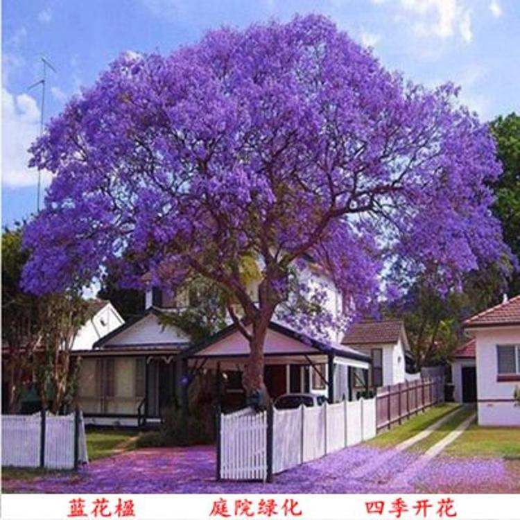 北方庭院花卉的种植技巧