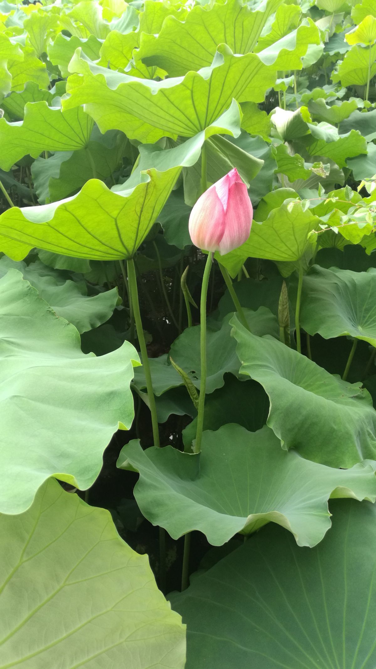 荷花的特点