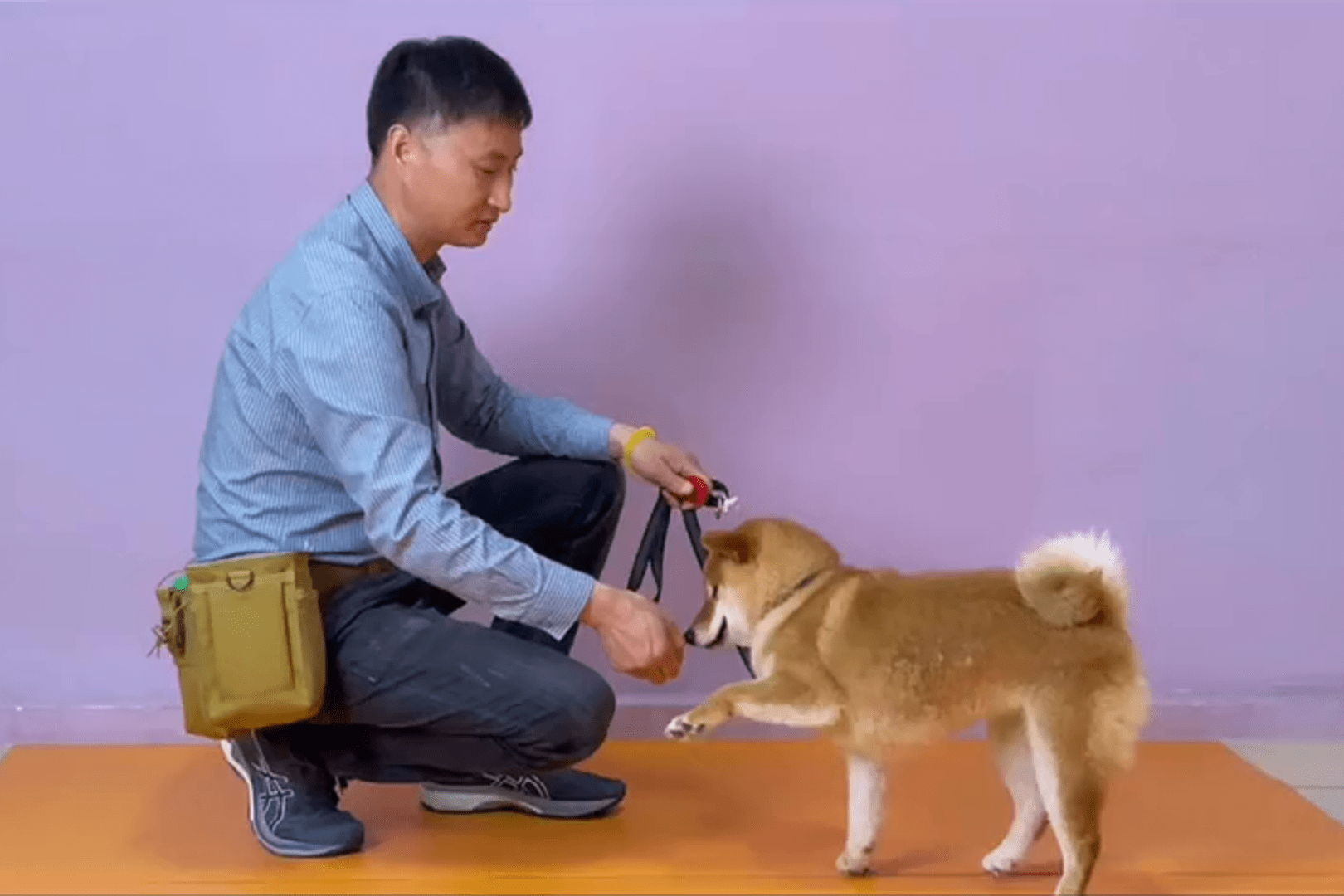 如何让柴犬听话