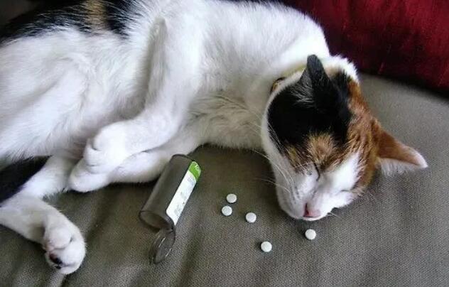 猫咪的蛋白摄入