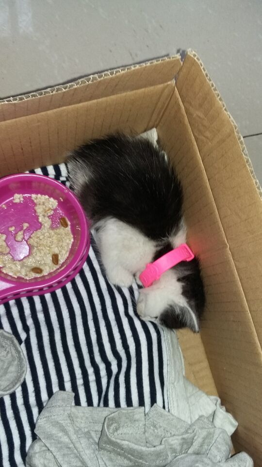 猫能不能喝纯牛奶？