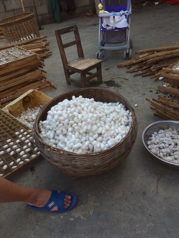 蚕茧的功效和作用
