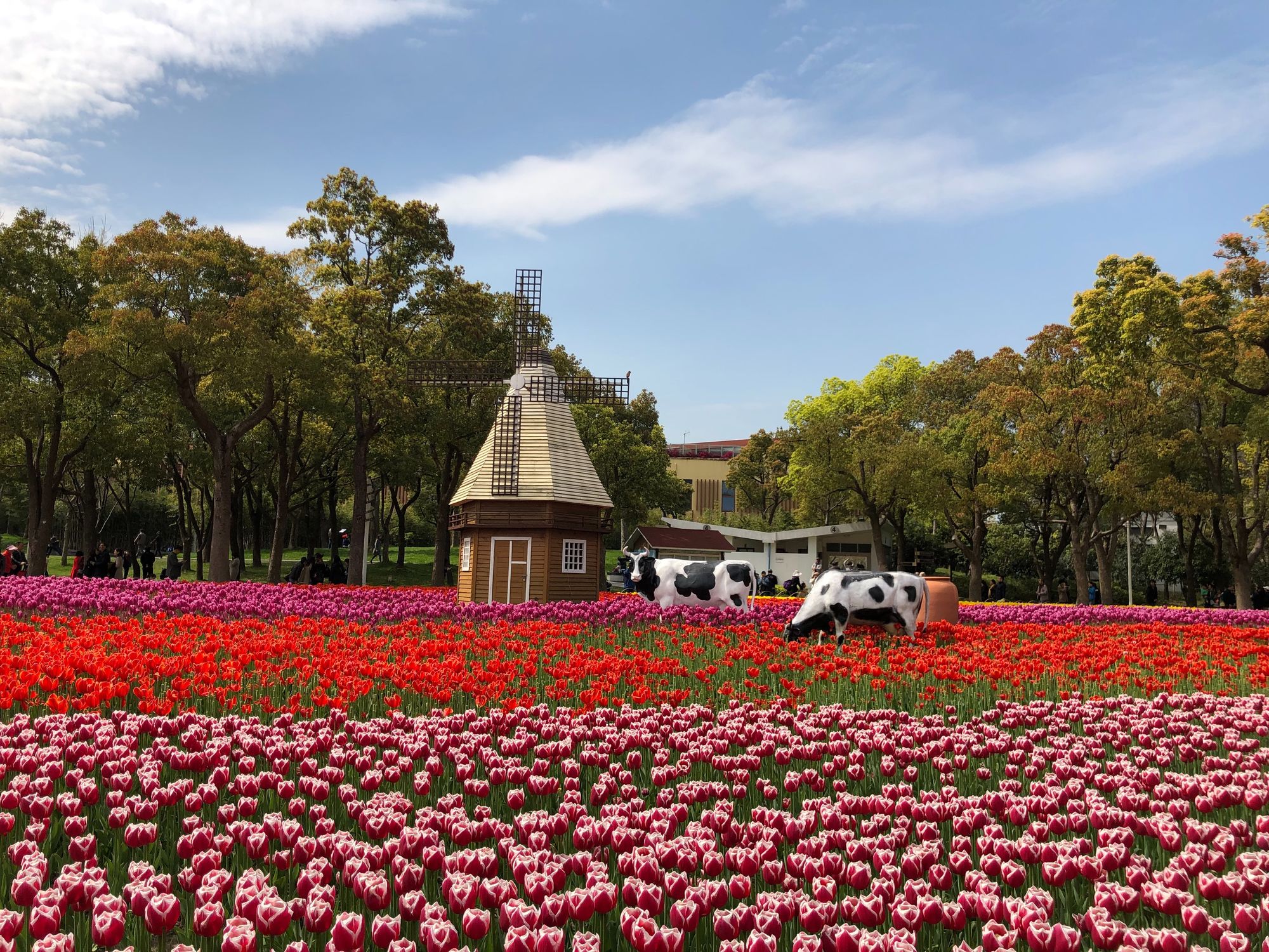 神秘花开，独享花海美景
