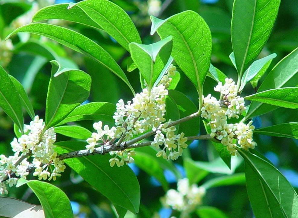 桂花树的养护