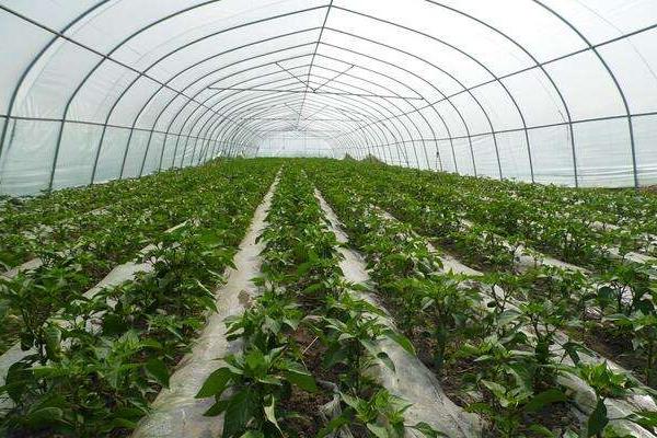大棚种植补贴政策解读