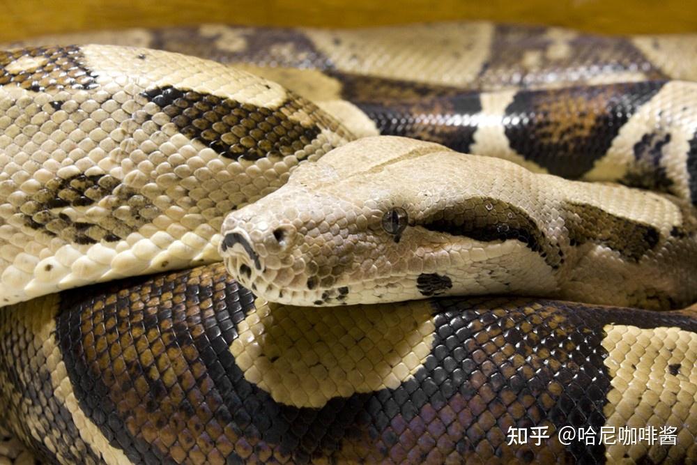 蛇类生物的分类