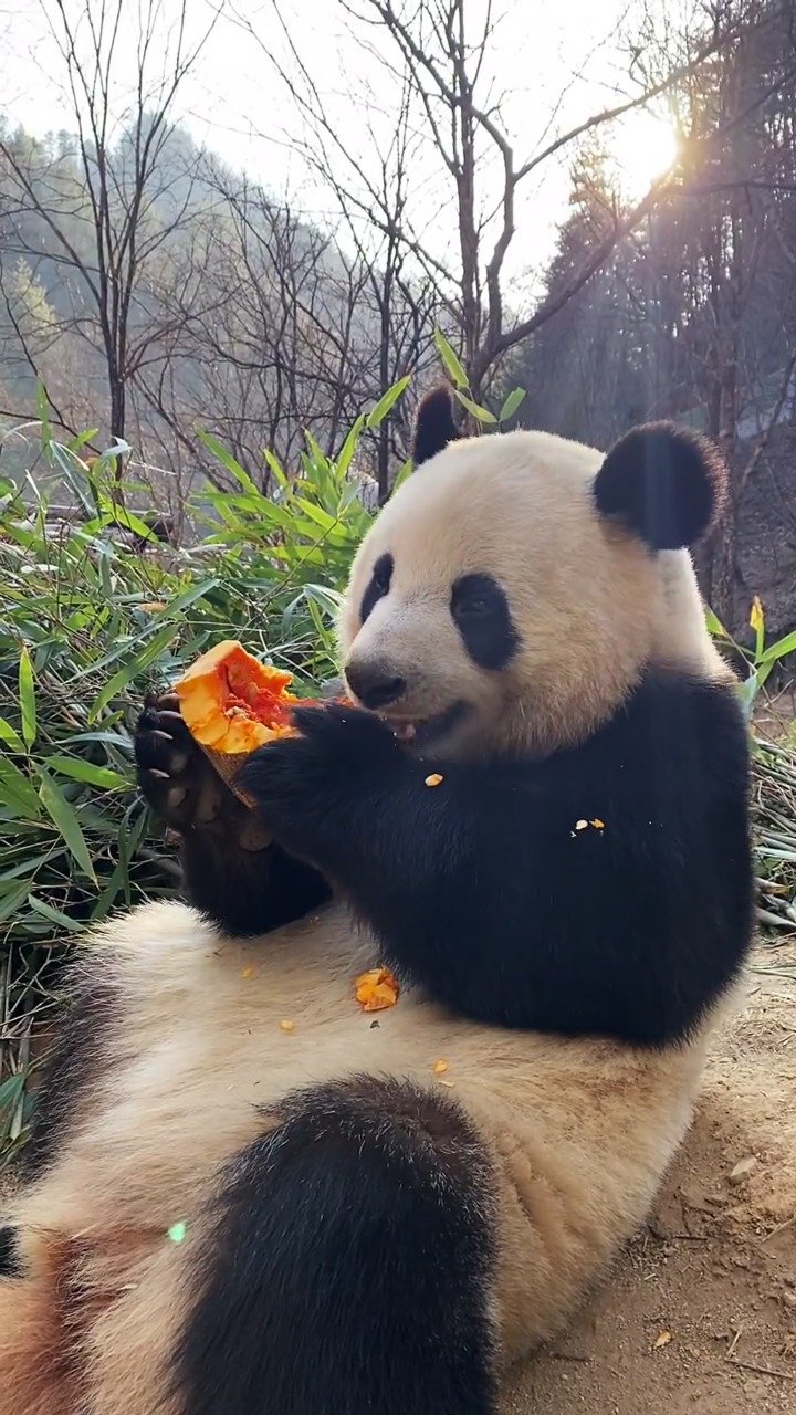 为什么熊猫喜欢吃竹子？