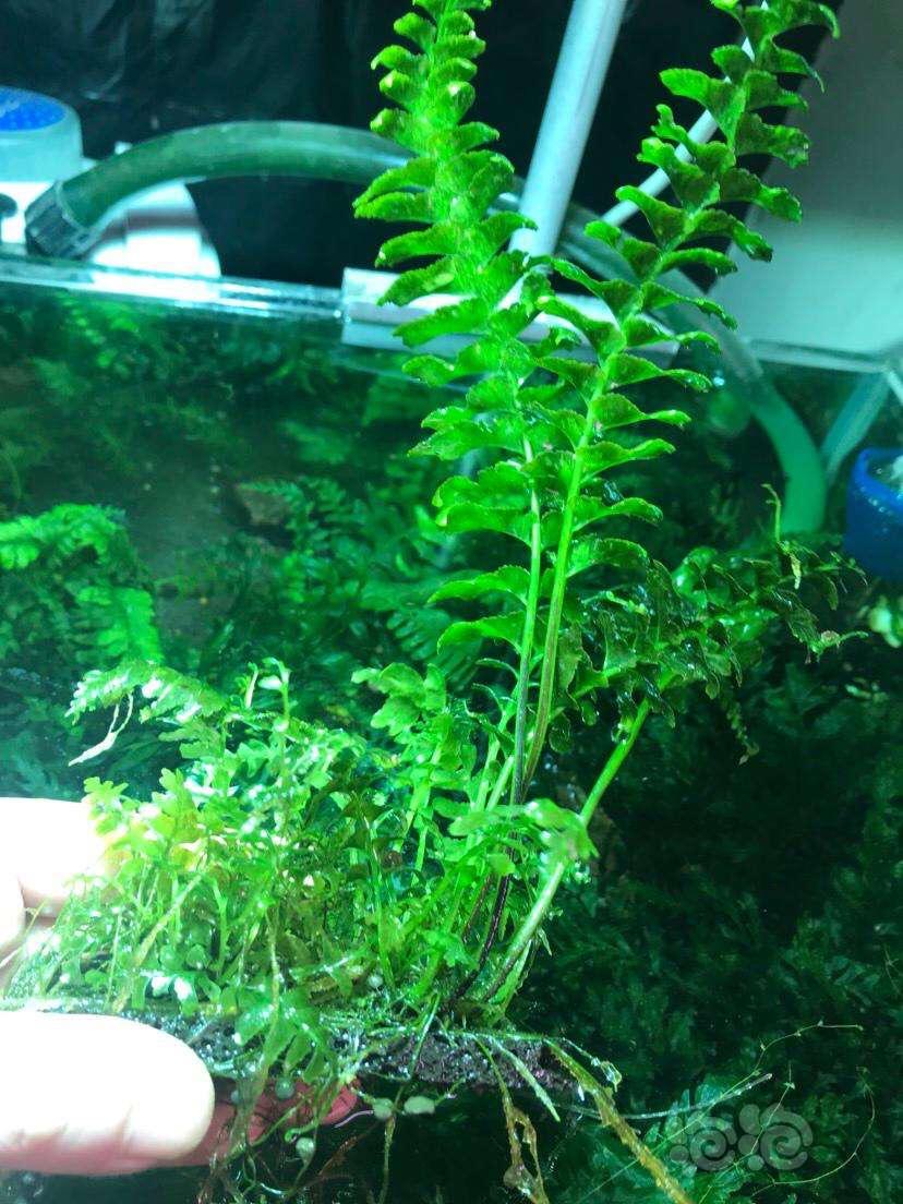 1.地钱草