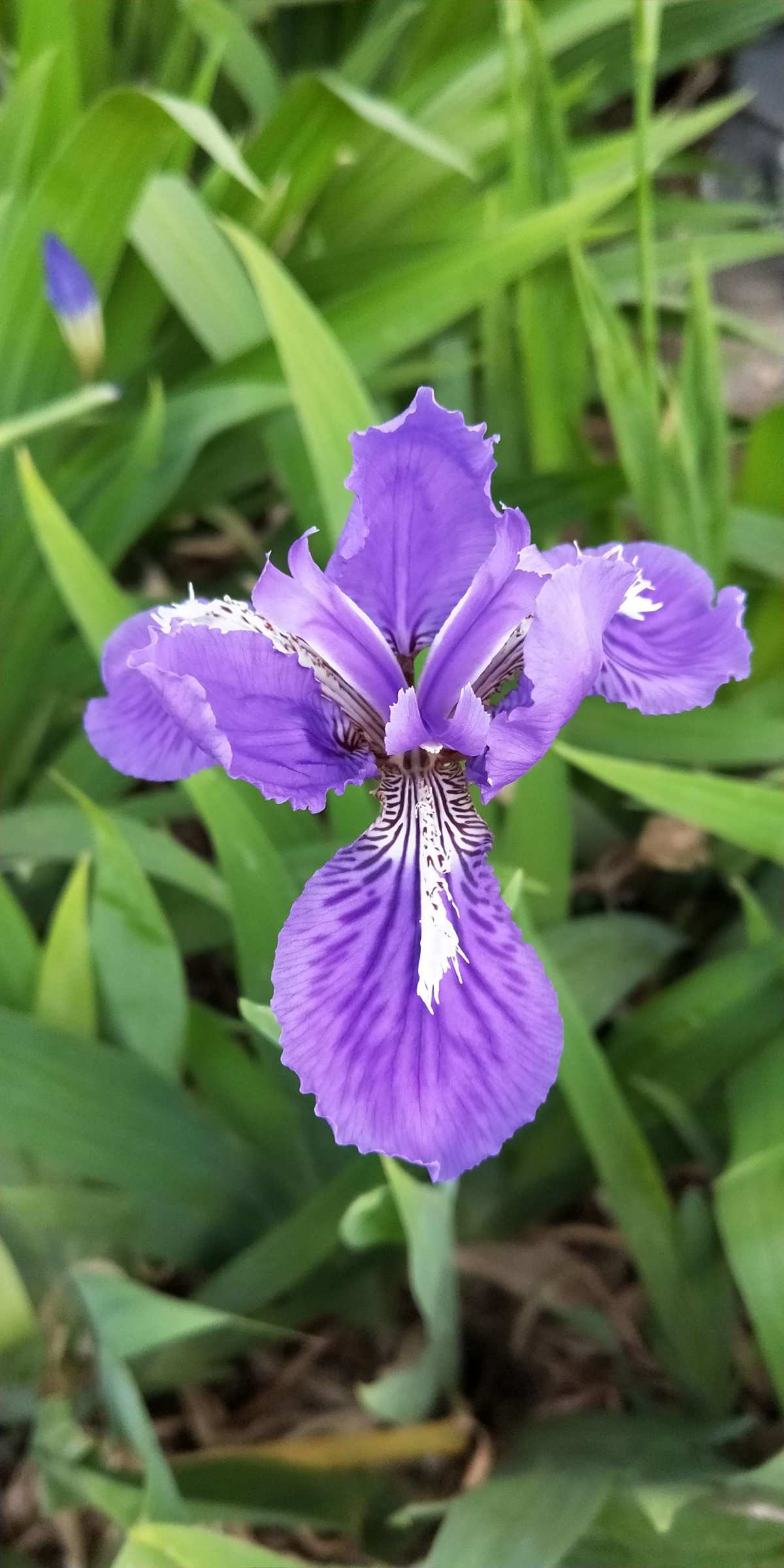 鸾尾花的寓意