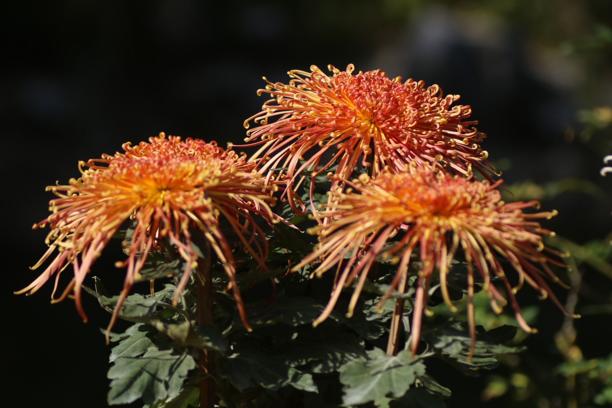 菊花的花语