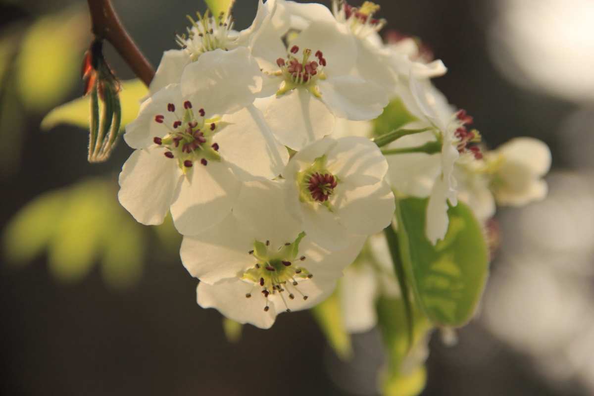 梨花花语