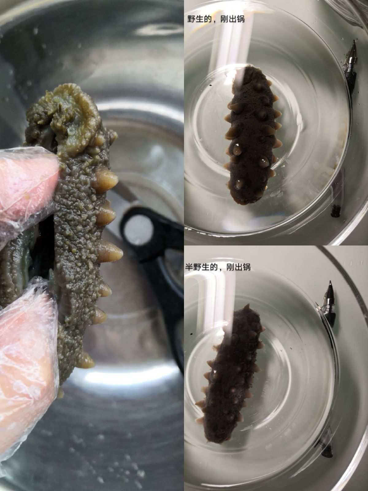 选购新鲜海参