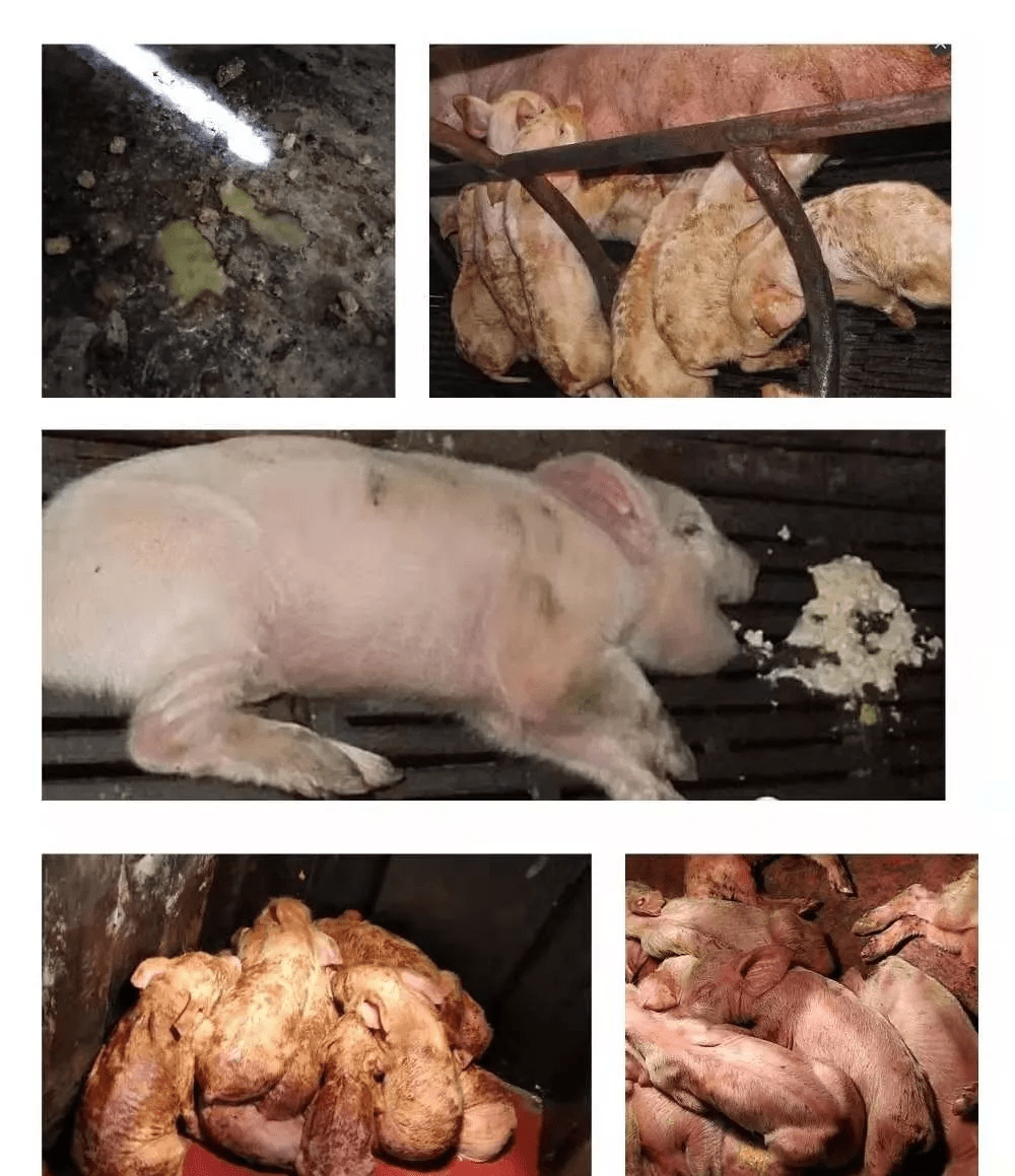 猪拉稀的自救方法