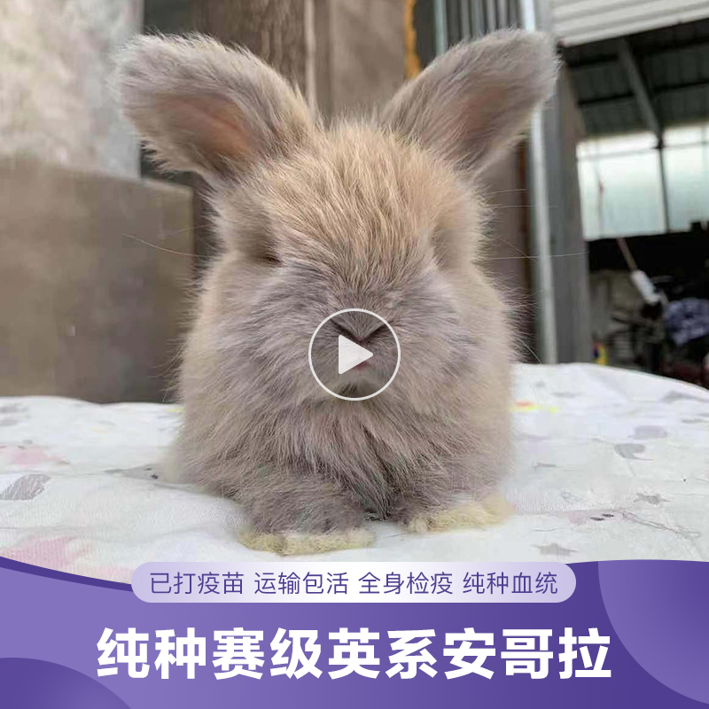垂耳兔的寿命有多长？