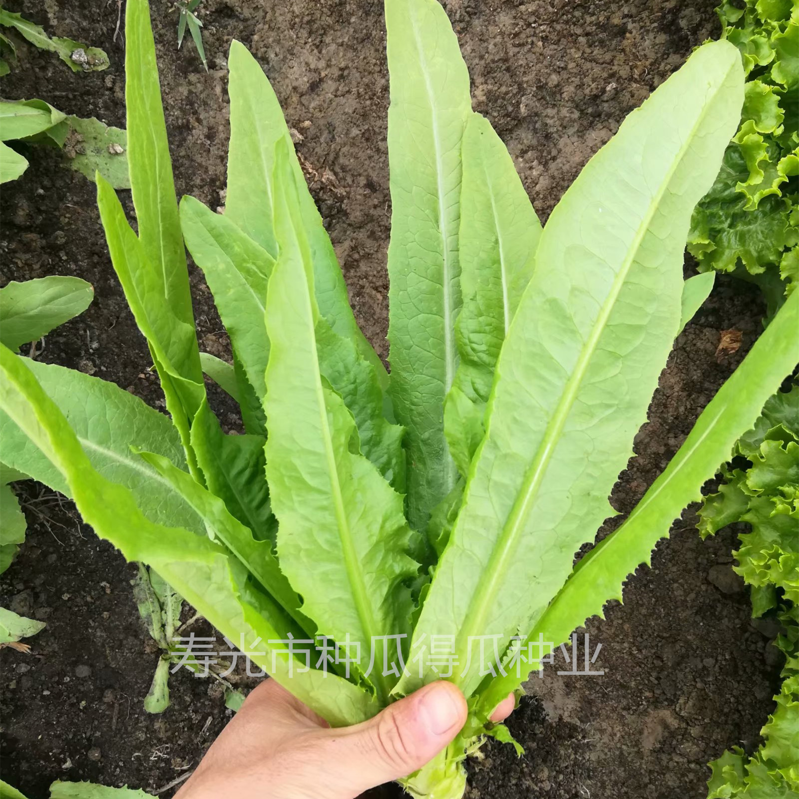香麦菜的营养价值