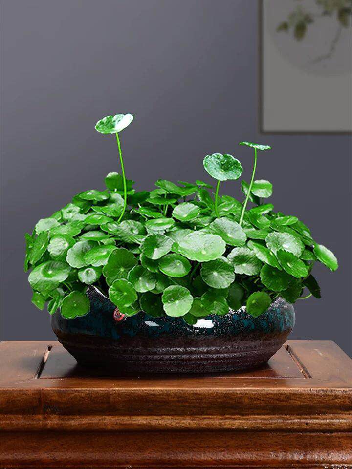 2.铜钱草的花语