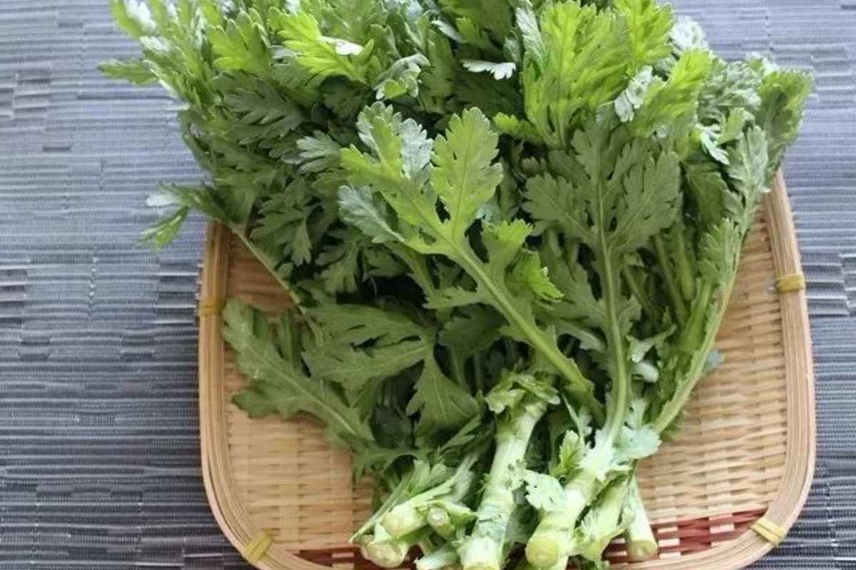 菊花头菜的禁忌