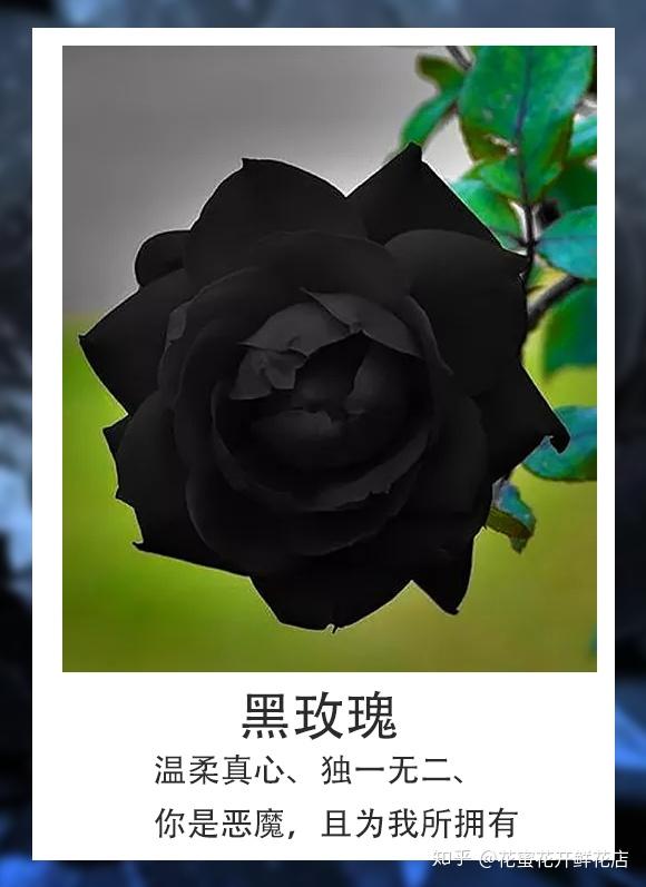 黑玫瑰代表的爱情