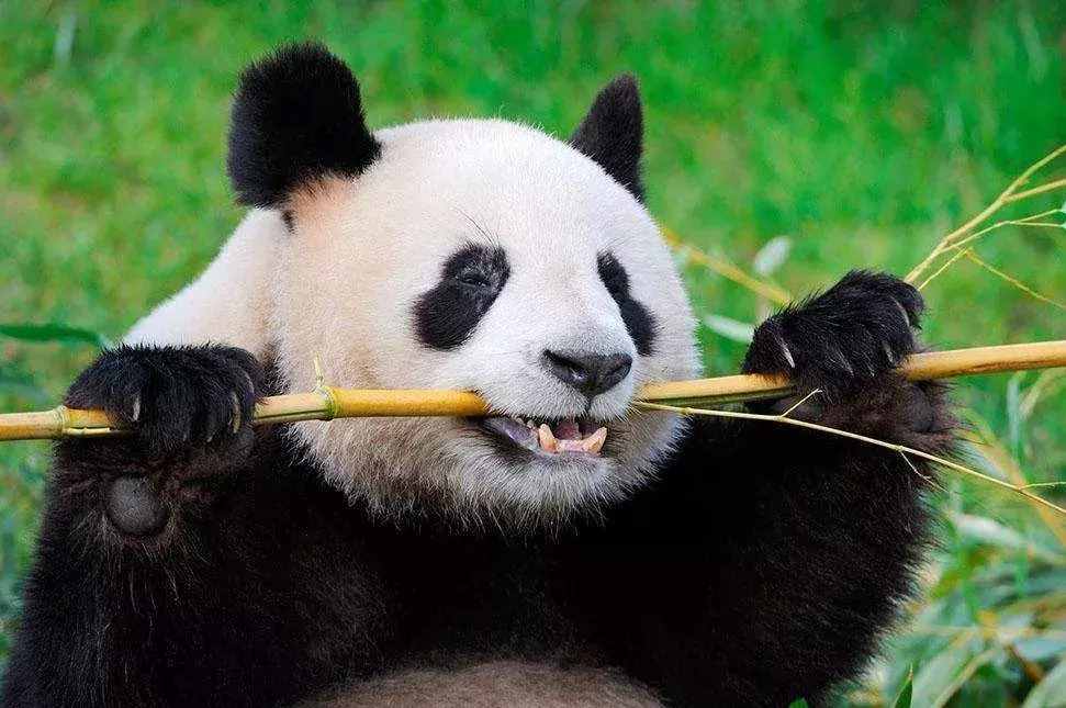 其他的食物