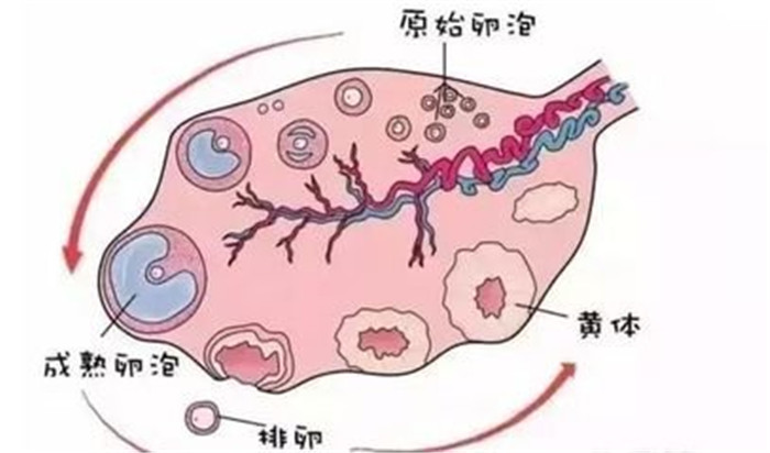 卵泡破裂的信号